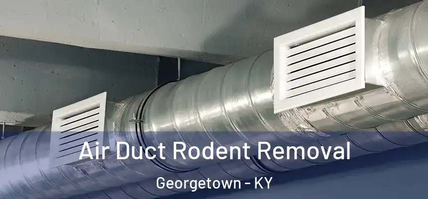  Air Duct Rodent Removal Georgetown - KY
